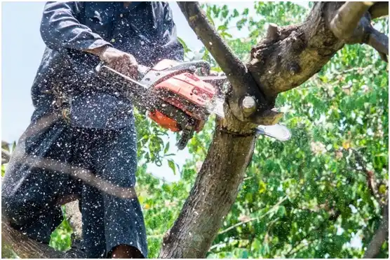 tree services Amherstdale